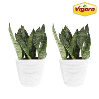 Vigoro Grower's Choice Sansevieria Indoor Snake Plant in 6 in. White Ribbed Décor Pot Avg Shipping Height 1-2 ft. (2-Pack) CO.SL07.3.VI.WH