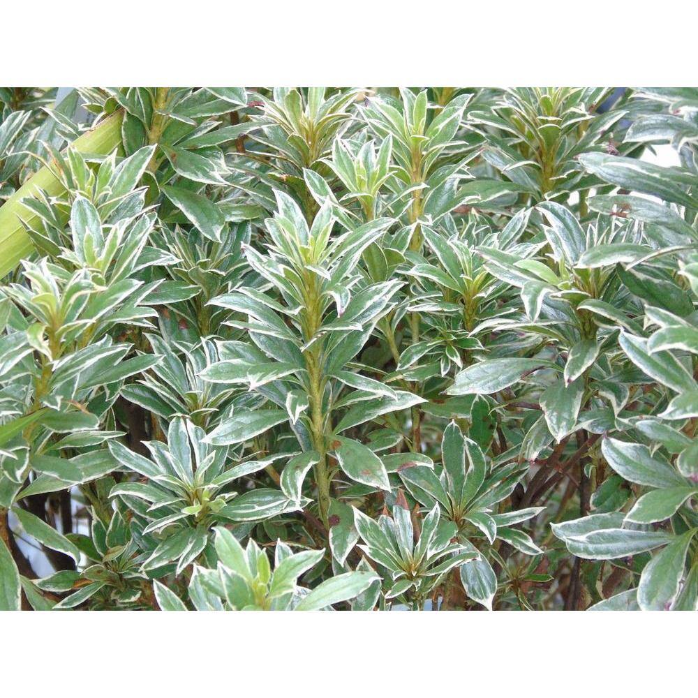 BELL NURSERY 1 Gal. Silver Sword Azalea Live Evergreen Shrub Pink Flowers (3-Pack) AZLEA2SIL3PK