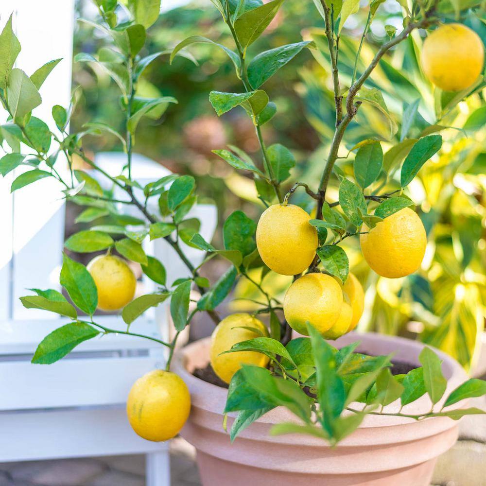 Gurney's 6 in. Pot Meyer Lemon Live Potted Tropical Citrus Fruiting Tree White Flowers to Yellow Fruit (1-Pack) 83620