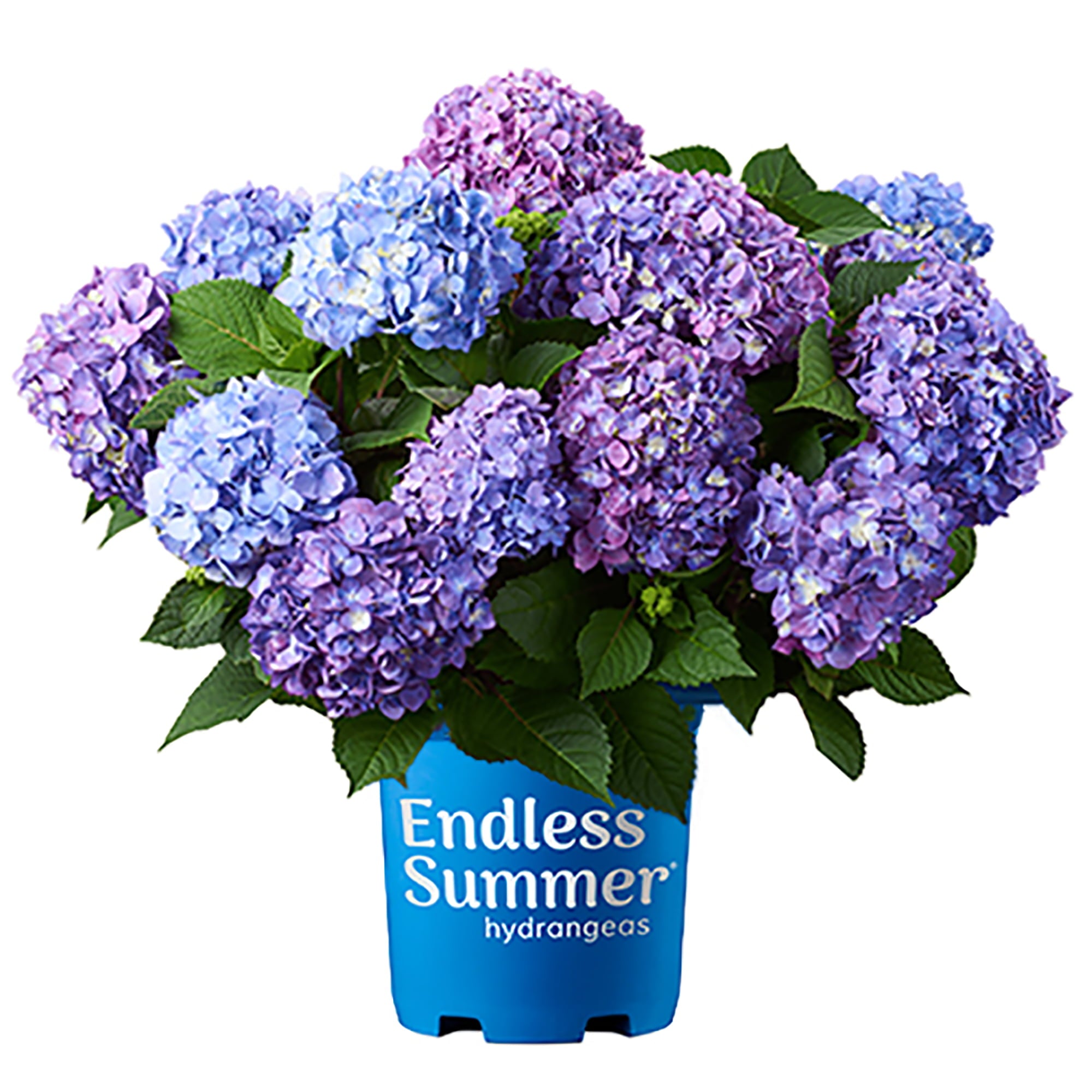 Endless Summer Hydrangea Bloomstruck Live Shrub (3 Gallon)