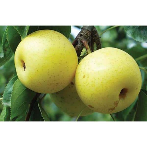 Online Orchards 4-in-1 Asian Pear Jubilee Tree Bare Root CBAS004