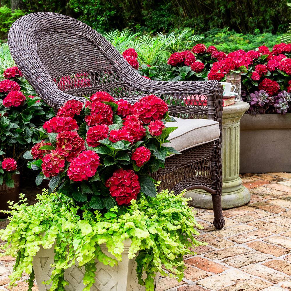 SOUTHERN LIVING 2 Gal. Heart Throb Hydrangea with Cherry Red Flowers 18177