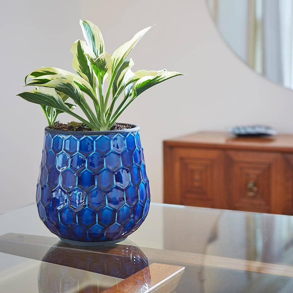 Southern Patio Honeycomb Medium 8 in. Dia 5 qt. Cobalt Blue Ceramic Indoor Pot (2-Pack) CRM-047087P2