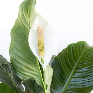 United Nursery Peace Lily Spathiphyllum Sympathy Live Plant in 9.25 inch Grower Pot 00038