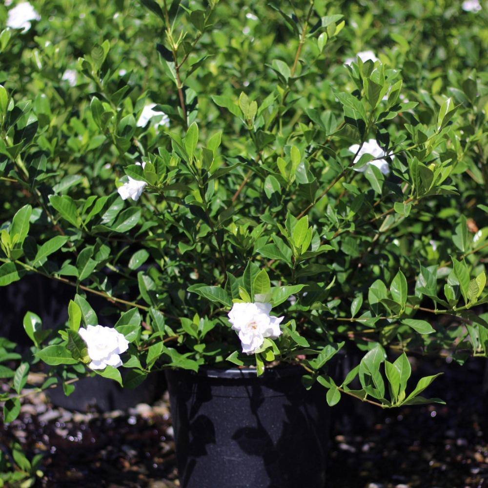Alder  Oak #5 Container Gardenia Radicans Shrub GARA05
