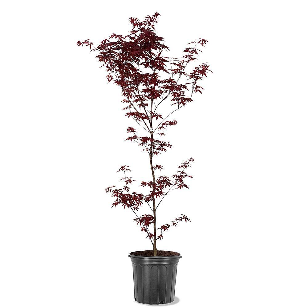 5 gal. Emperor I Japanese Red Maple Deciduous Tree MAPJEM05G