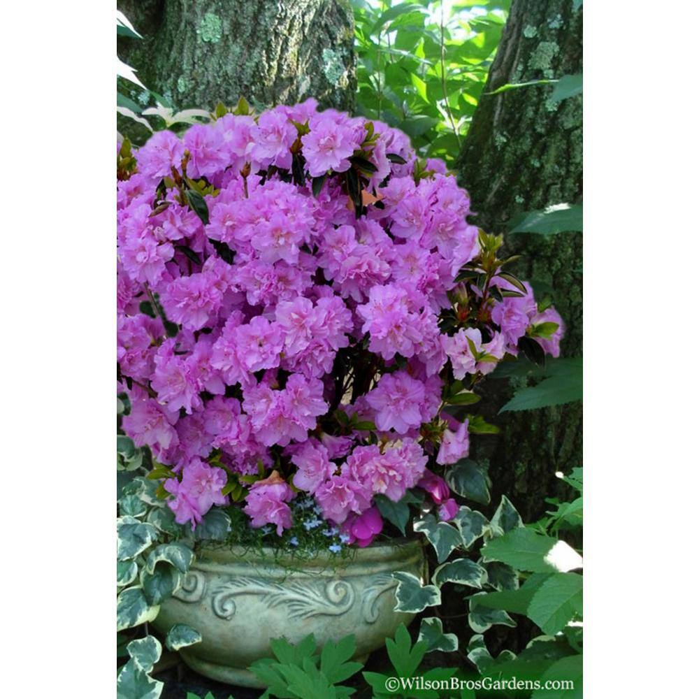 BELL NURSERY 1 Gal. Elsie Lee Azalea Live Shrub Lavender Flowers (3-Pack) AZLEA1LEE3PK