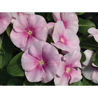 BELL NURSERY 4 in. Pink Vinca Annual Live Plant Pink Flowers (Pack of 6) VINCA4PNK6PK