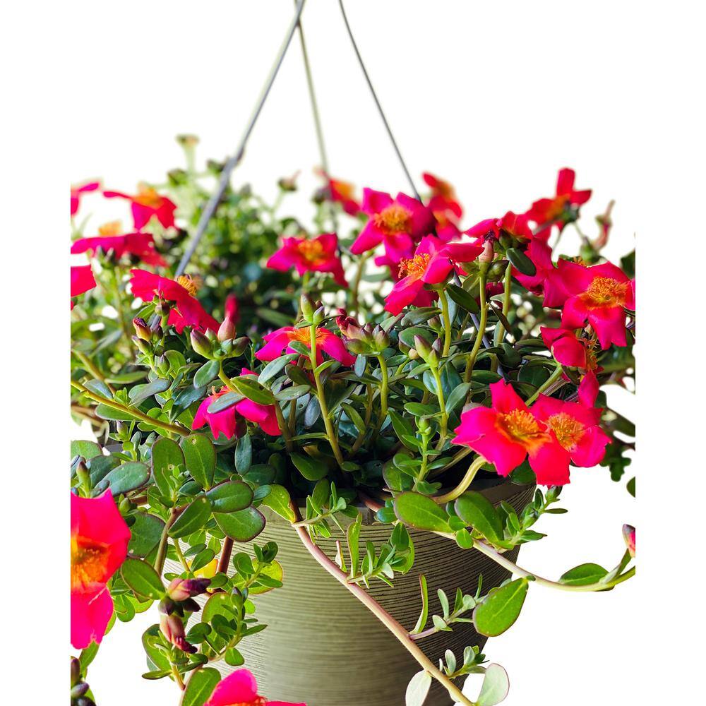 Vigoro 1.8 Gal. Purslane Plant Red Flowers in 11 In. Hanging Basket DC11HBPURSRED