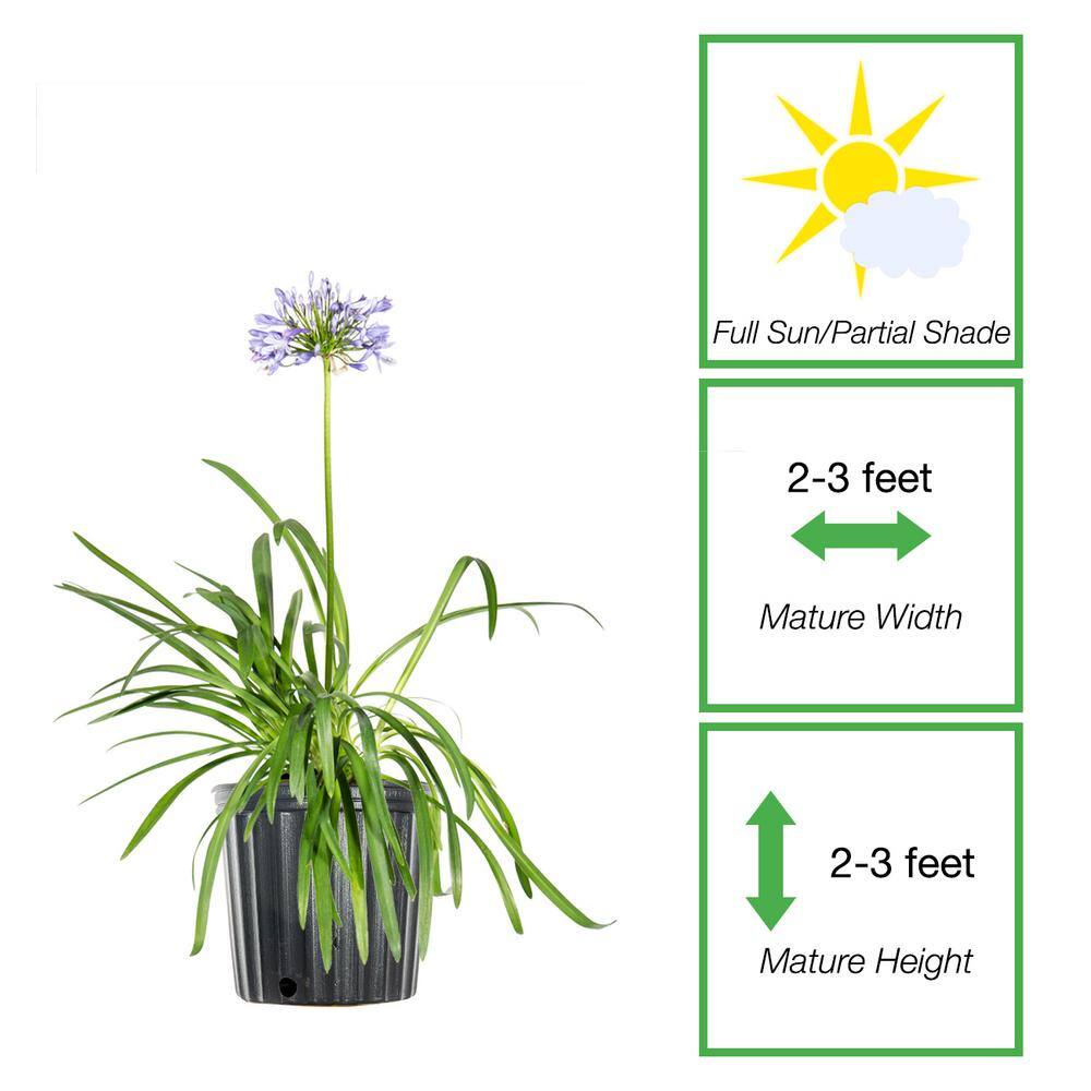 Blue Flowering Agapanthus Shrub in 1 Gal. Grower's Pot THD00005