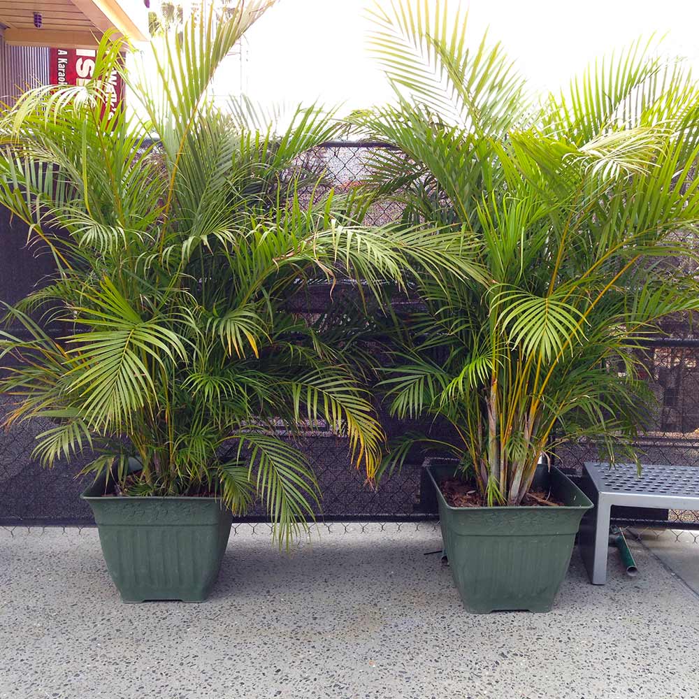 Areca Palm Tree