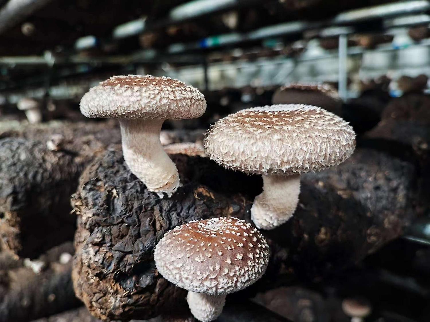 Mushroom Farming At Home， an organic shiitake mushroom grow kit