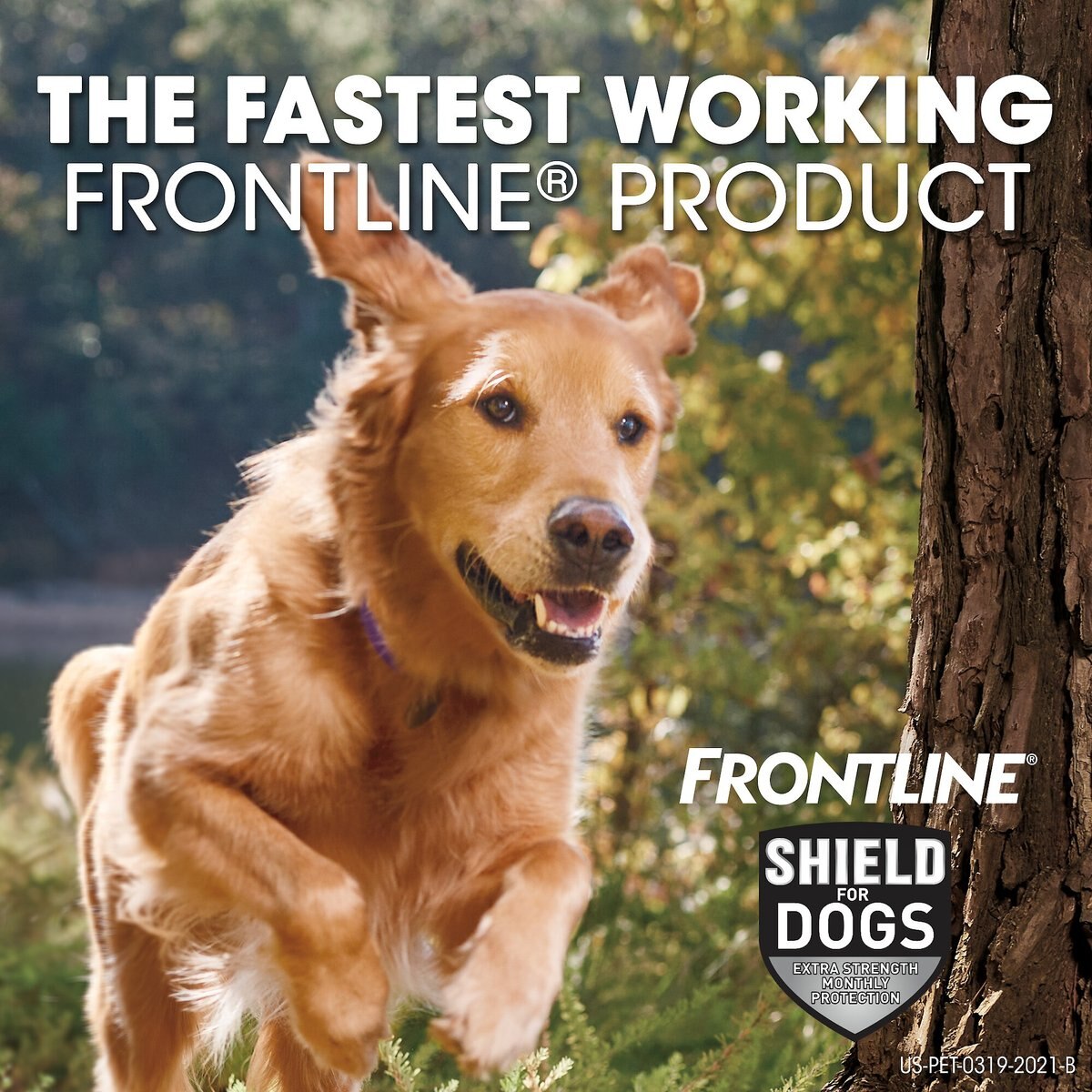 Frontline Shield Flea and Tick Treatment for Extra Large Dogs， 81 - 120 lbs