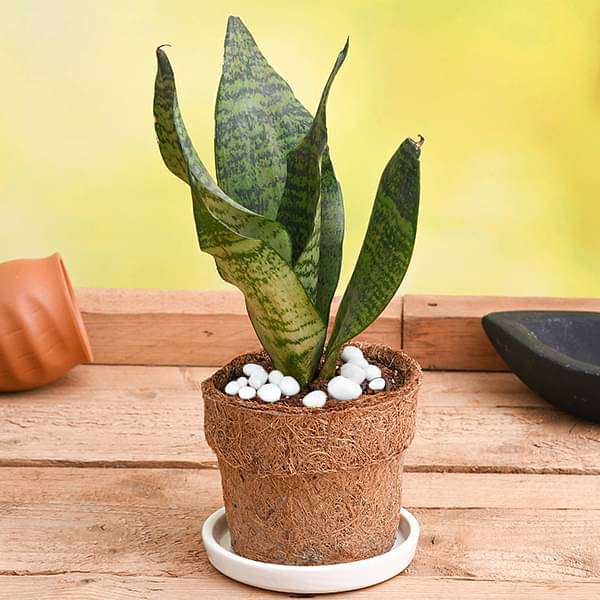 Air Purifier Sansevieria in Eco-friendly Pot