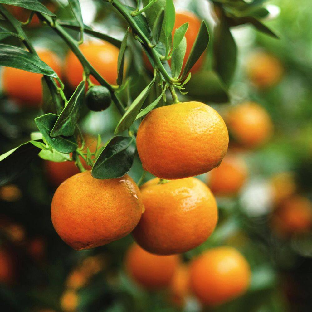 Alder  Oak #3 Container Clementine Mandarin Evergreen Semi Dwarf Tree CLMB03