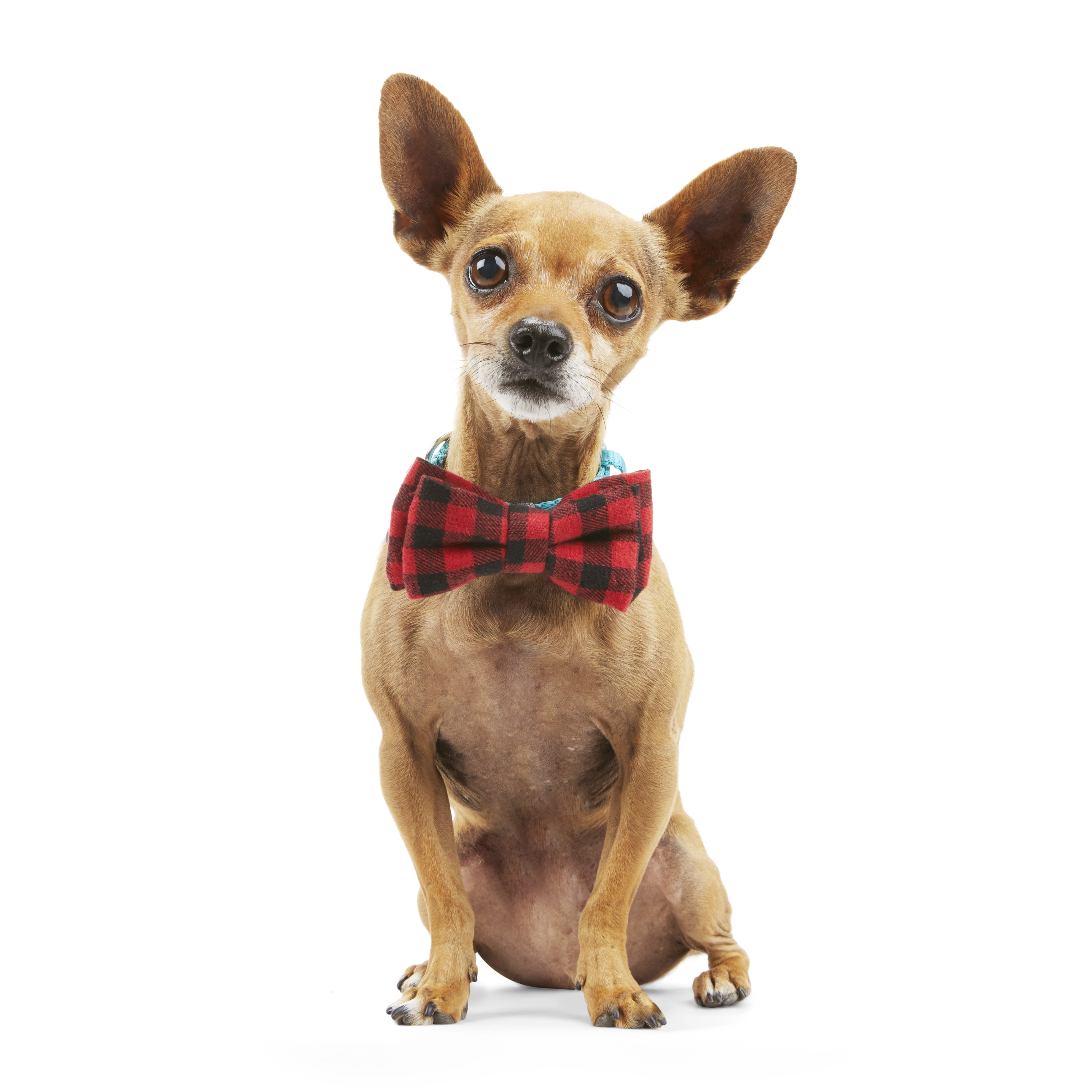 YOULY The Hipster Buffalo Check Dog Bowtie Set， Pack of 2