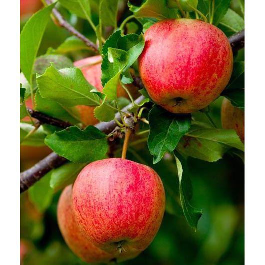 Garden  Grove 3 ft. Honeycrisp Apple Tree with Large Delicioulsy Sweet Fruit Perfect for Eating Fresh FTAP201