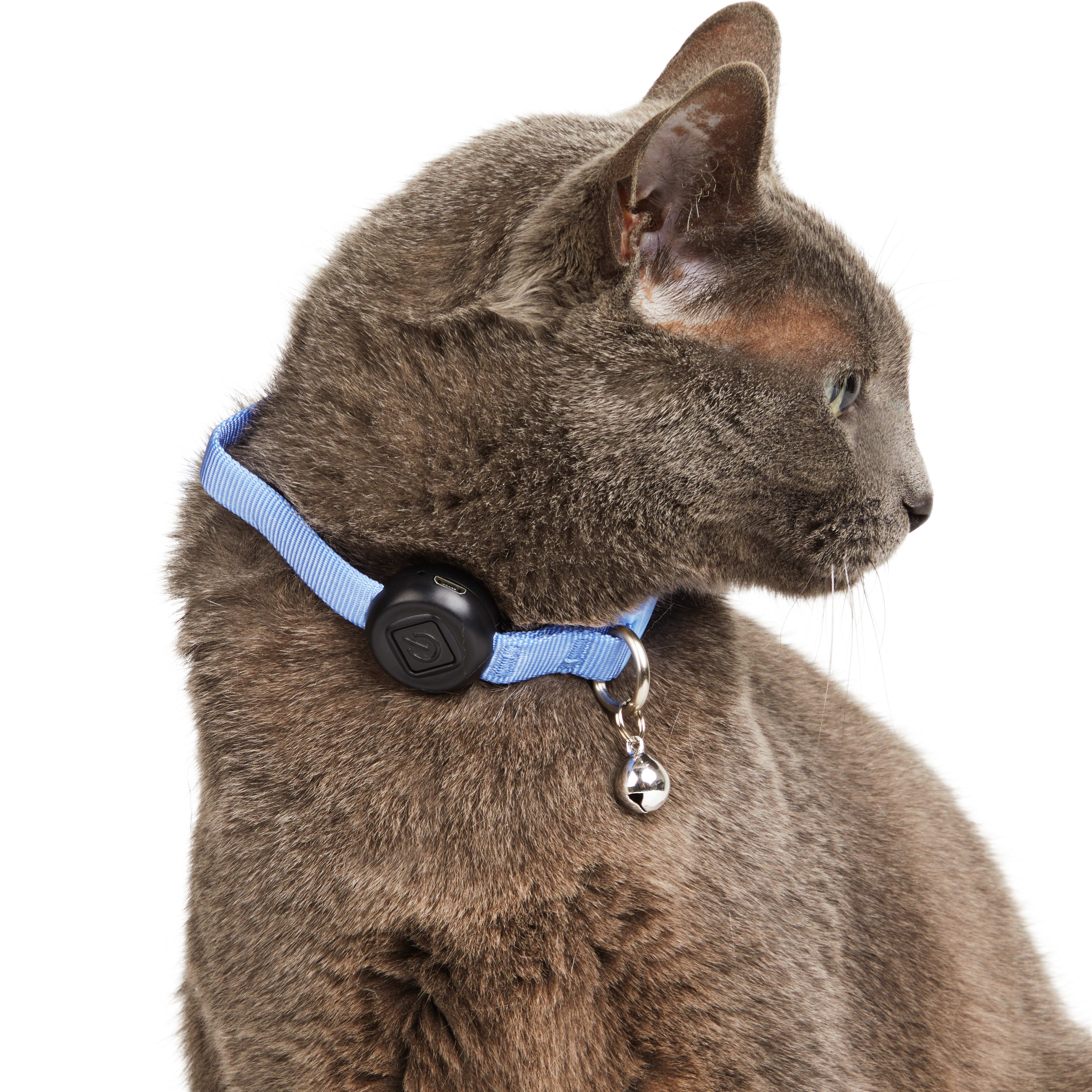 YOULY Blue LED Cat Collar