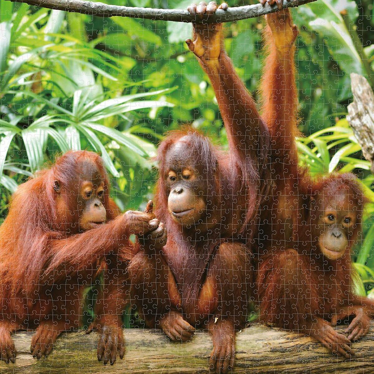 Puzzle Colorbaby Orangutan 6 Units 68 x 50 x 0，1 cm