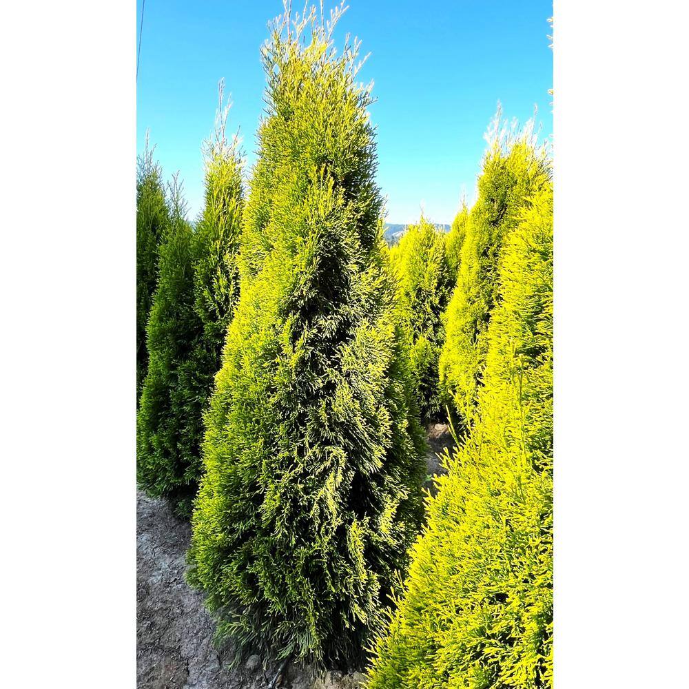 2.5 Qt. Janed Gold Arborvitae Evergreen Shrub With Bright Yellow Foliage (1 each #1 Pot) O883101