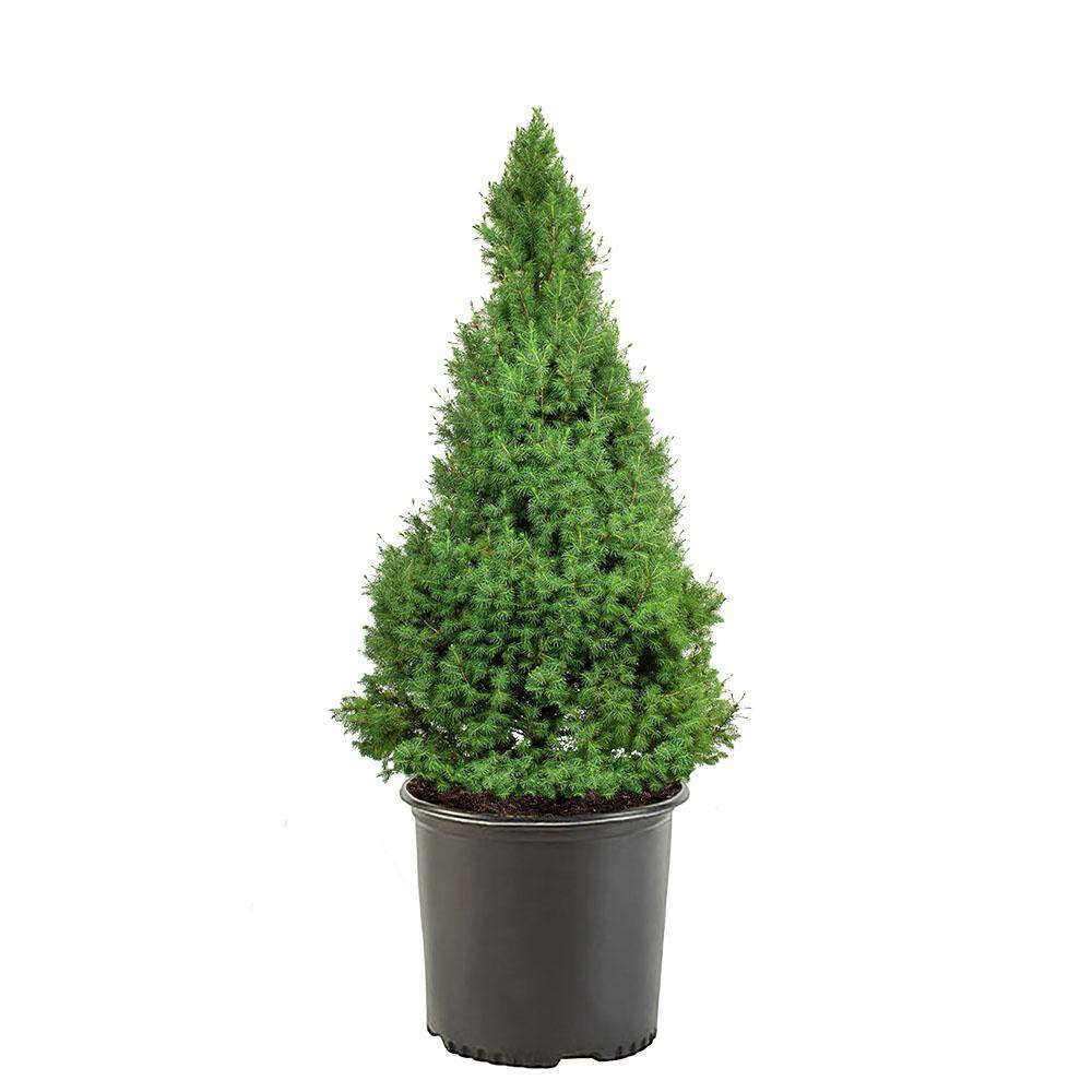 3 Gal. Dwarf Alberta Spruce Shrub with Dense Green Needle Like Foliage 14004
