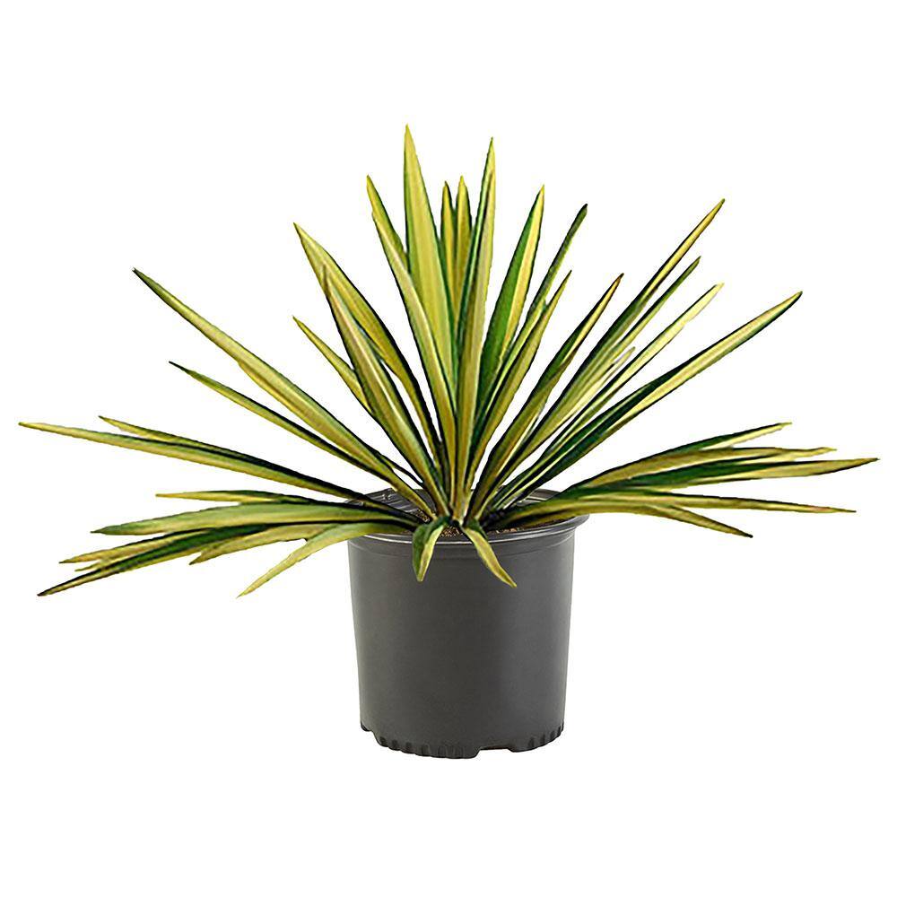 2.25 Gal. Color Guard Yucca Plant with Creamy White and Dark Green Foliage 13120