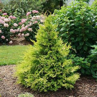 PROVEN WINNERS 2 Gal. Soft Serve Gold False Cypress Shrub with Yellow-Gold Foliage 17518