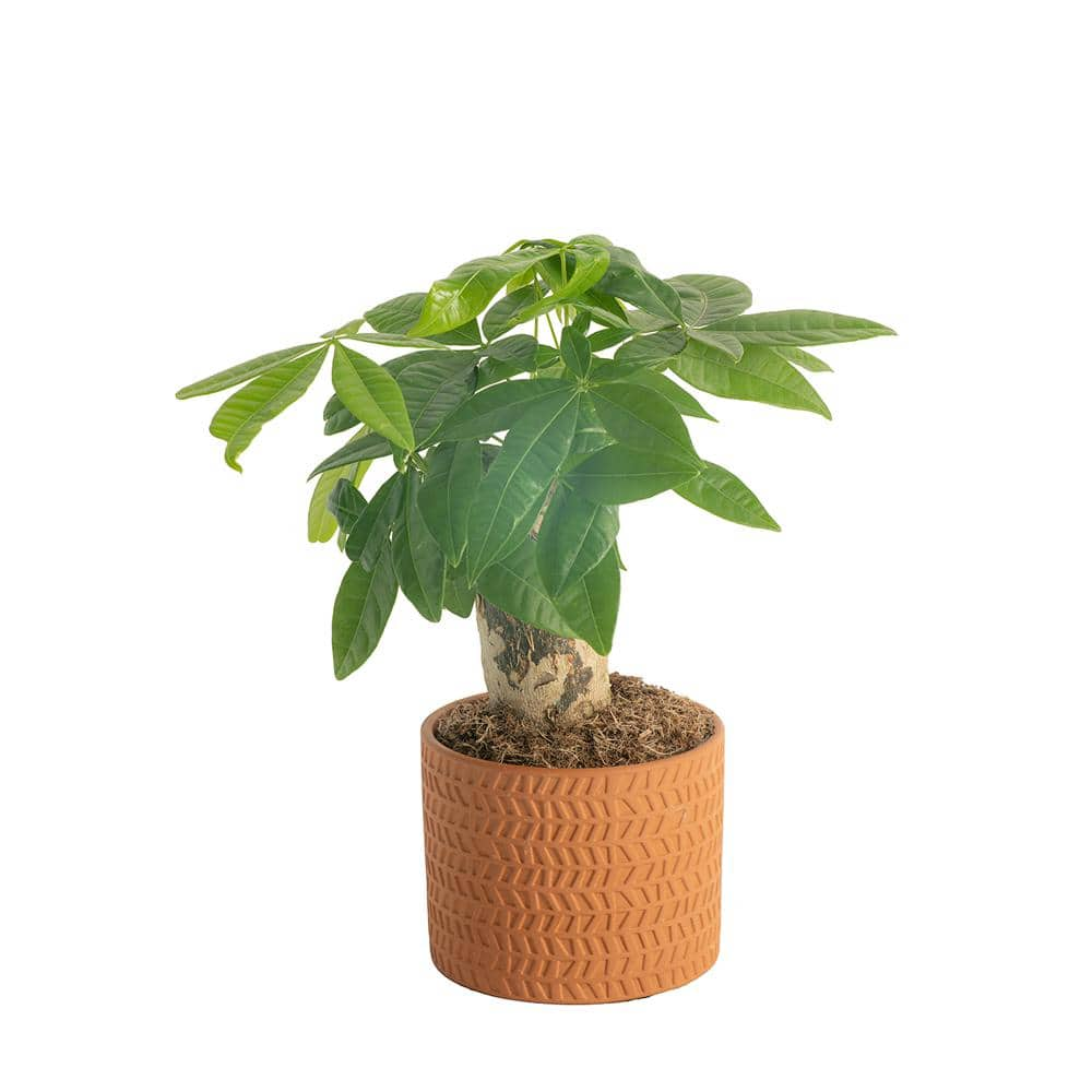 Costa Farms Pachira Money Tree Indoor Plant in 4 in. Premium Ceramic Pot Avg. Shipping Height 10 in. Tall CO.PAC5.3.SCH