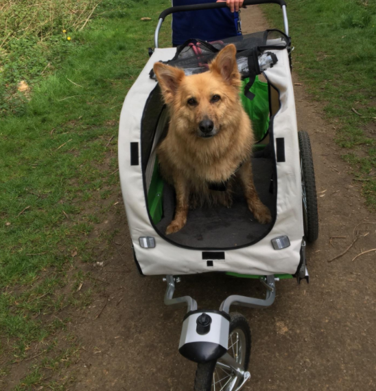 Dog Cart Bicycle Trailer Animal Carrier Pet Bike Trolley with Door