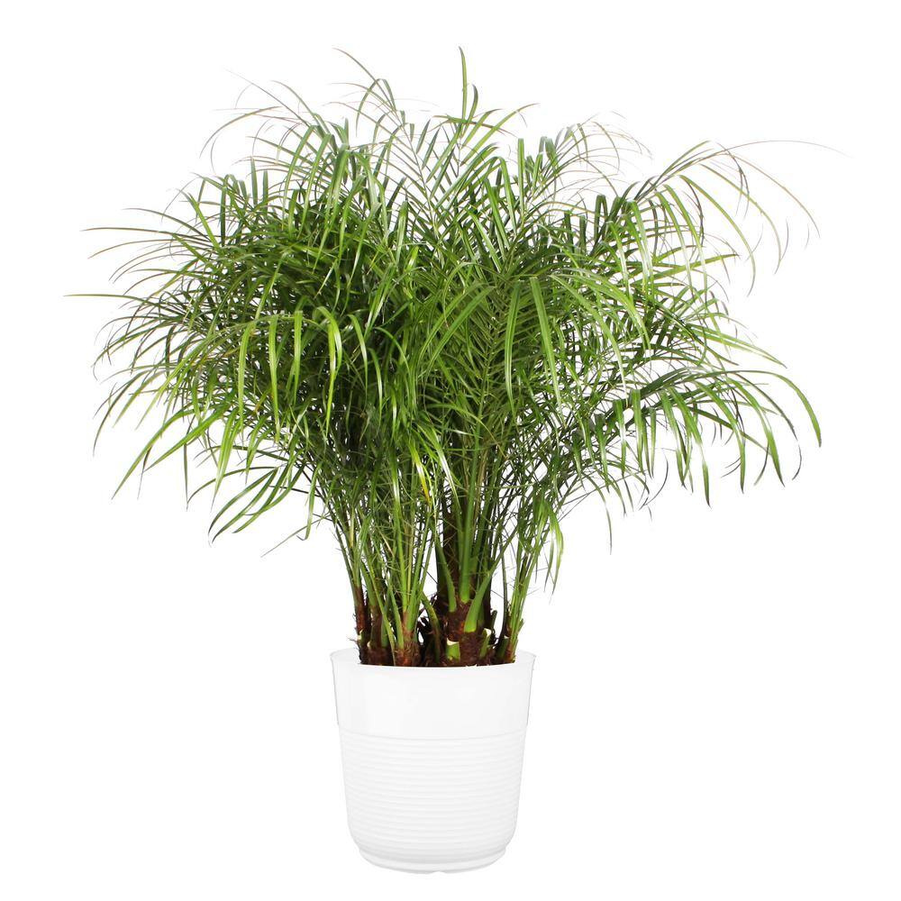 Costa Farms Roebellini Pygmy Date Palm Indoor Plant in 10 in. White Paradise Planter Avg. Shipping Height 3-4 ft. Tall CO.3.PXR.PARWT