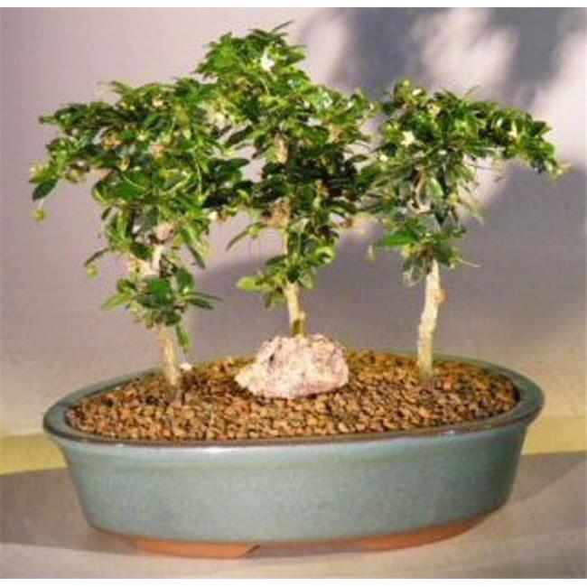 Bonsai Boy of New York e2709 Three Tree Forest Group Ehretia Microphylla Flowering Fukien Tea Bonsai Tree