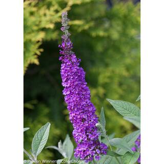 PROVEN WINNERS 1 Gal. Miss Violet Butterfly Bush (Buddleia) Live Shrub Purple Flowers BUDPRC1196101