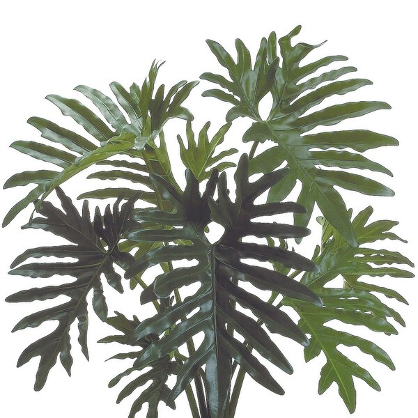 Philodendron Plant