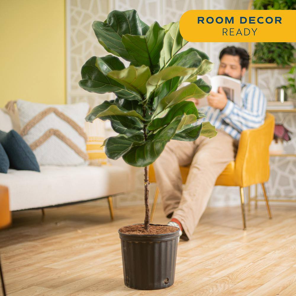 Costa Farms Ficus Lyrata Fiddle Leaf Fig Standard Indoor Plant in 14 in. Grower's Pot Average Shipping Height 5-6 ft. Tall XL-6FL-G-POT-01