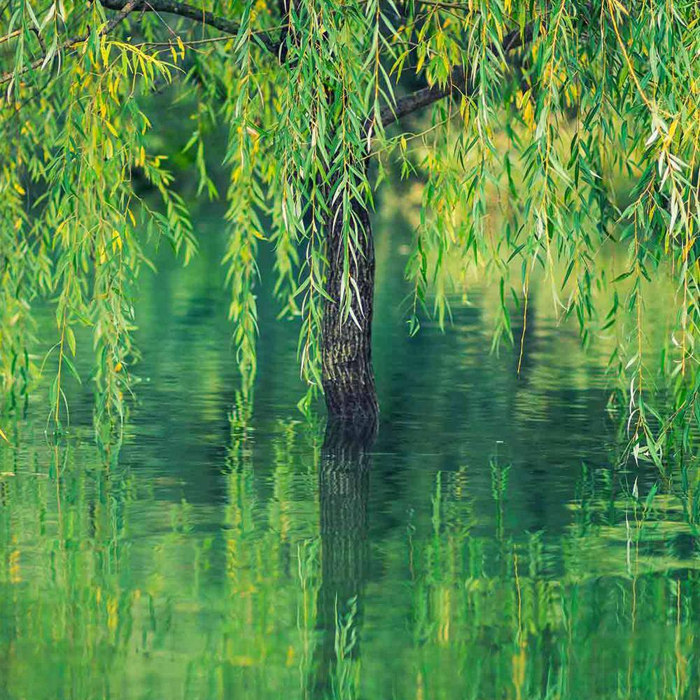 1 Gal. Weeping Willow Deciduous Tree WILWEE01G