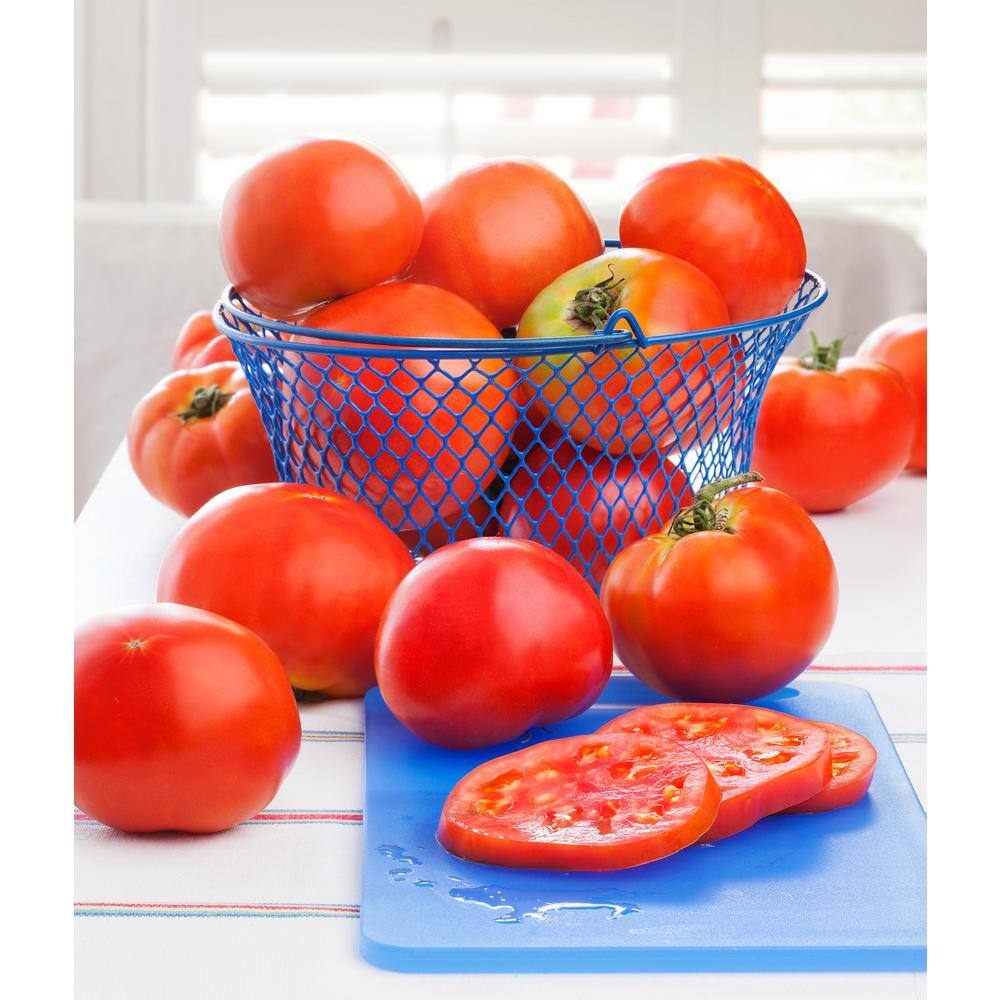 Bonnie Plants 1.19 qt. Celebrity Tomato Plant (6-Pack) 0219