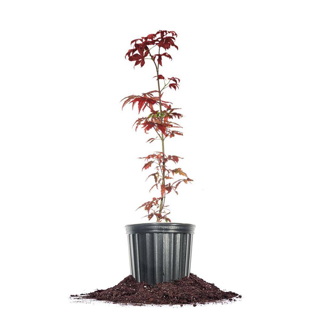 Perfect Plants Bloodgood Japanese Maple Tree in 1 Gal. Grower's Pot Vibrant Red Foliage THD00554