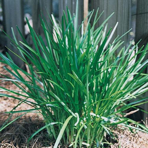 Liriope Muscari 'Densiflora' Lavender Flower in Mid-Summer