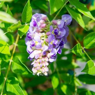 Perfect Plants Wisteria Amethyst Falls in 1 Gal. Growers Pot Fragrant Purple Blooms THD00604