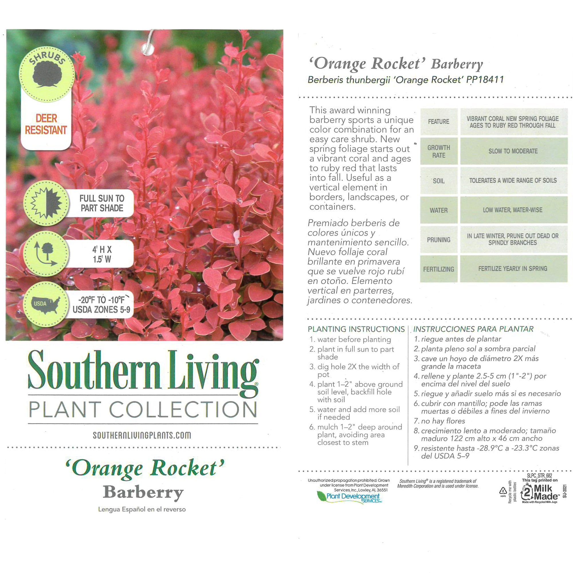 Southern Living Barberry Orange Rocket Live Shrubs (2 Gallon)