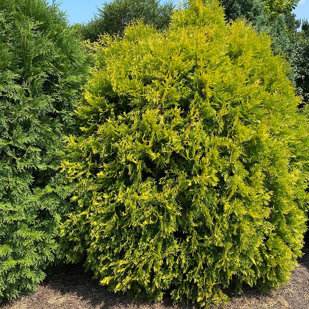 FIRST EDITIONS 2G Arborvitae， Lemon Burst