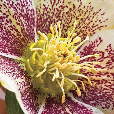 3 Live Hellebore Plants - Mixed Lenten Rose / Hellebore in 2 Inch Pots - Perennial， Winter-Blooming - Great for Cut Flowers - Helleborus x hybridis