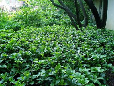 Classy Groundcovers - Japanese Spurge  {54 Pots - 2 1/2 inch Square}