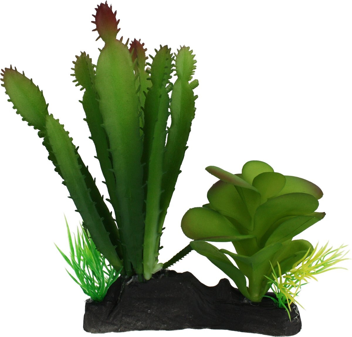 Komodo Cactus and Succulent Aquarium Plant， 5-in