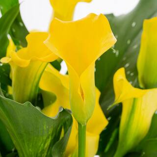 METROLINA GREENHOUSES 2.5 Qt. Captain Solo Yellow Calla Lily Plant 78838