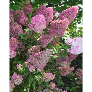 FIRST EDITIONS 3 Gal. Strawberry Sundae Panicle Hydrangea Flowering Shrub with White to Pink Flowers FEHYD3HSS1PK