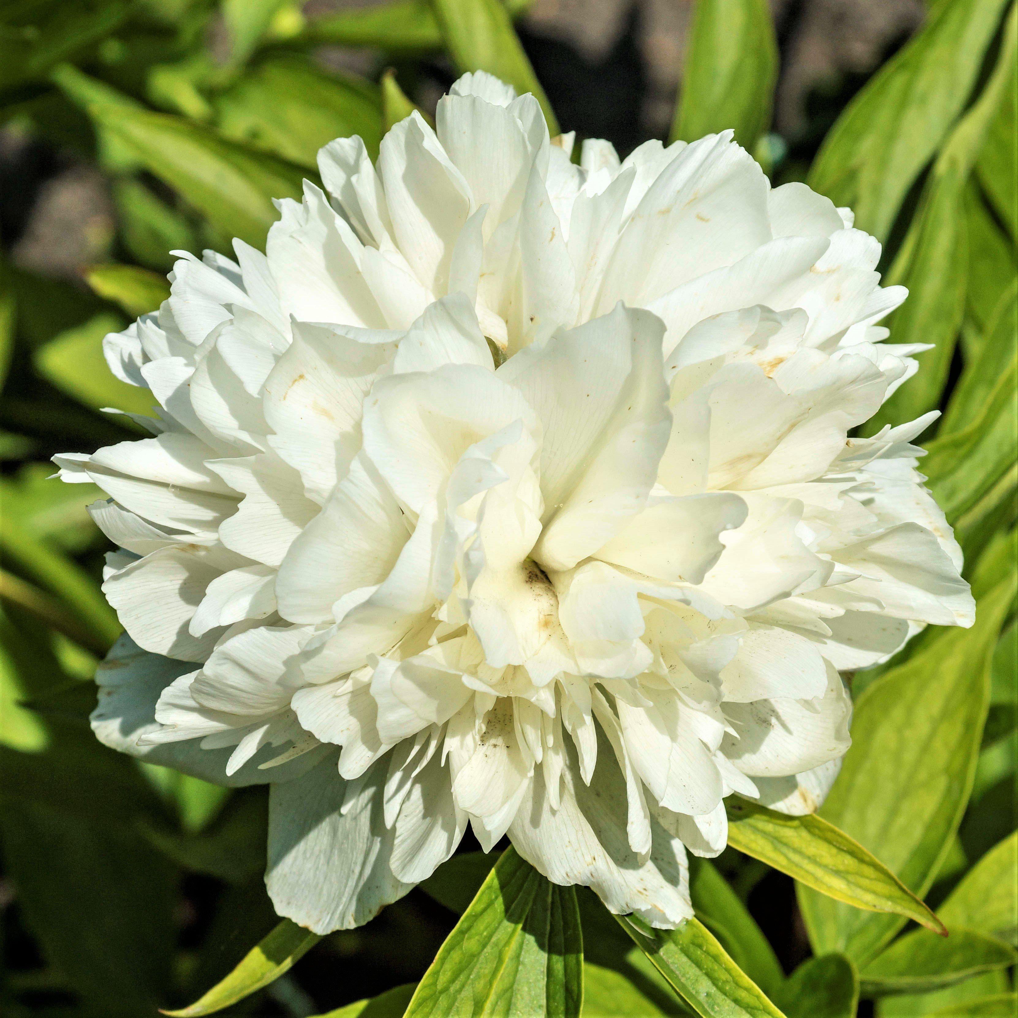 Peony Officinalis Alba Plena (1 pack) Division， White Flowers - Professional Growers from Easy to Grow