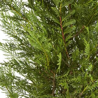 2.25 Gal. Leyland Cypress Evergreen Tree with Green Foliage (2-Pack) 15678