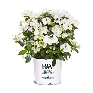 PROVEN WINNERS 2 Gal. Fairytrail Bride Hydrangea Shrub with White Blooms 17517