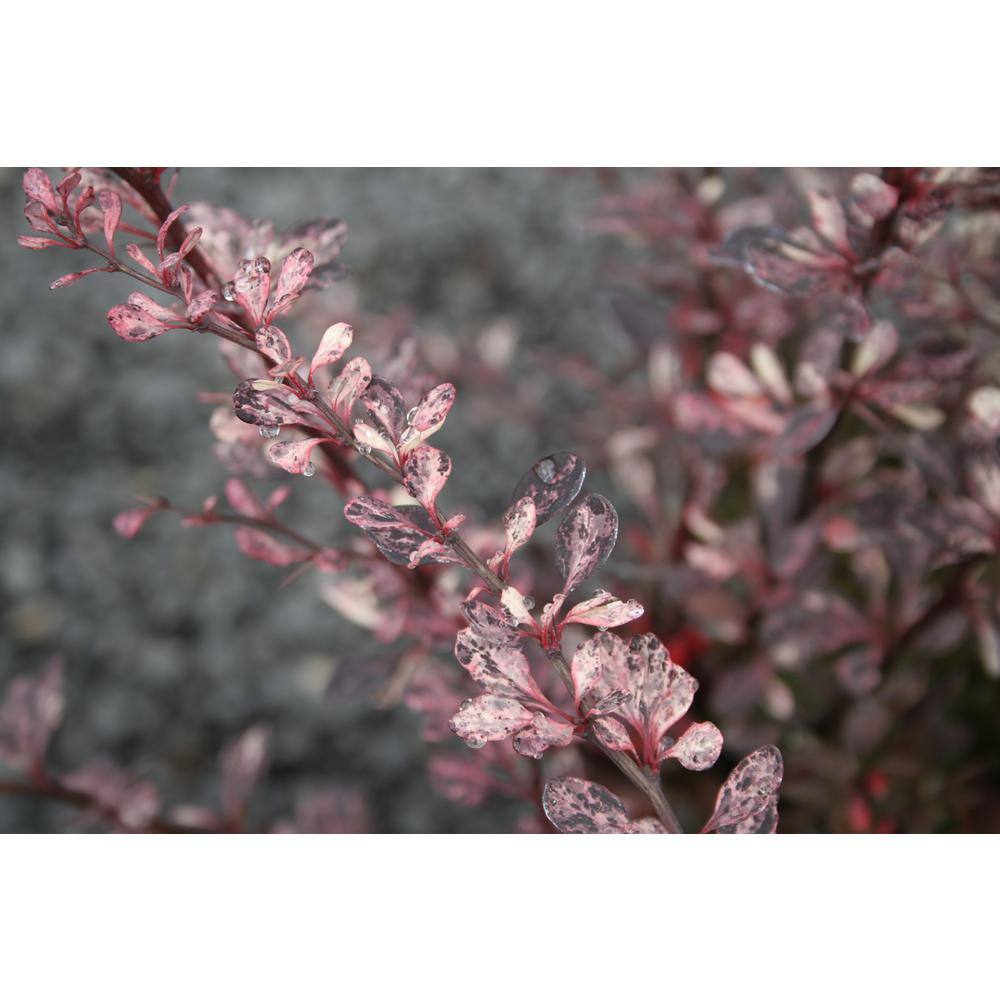 2.25 Gal. - Rose Glow Barberry Live Shrub with Deep Red Purple Folliage and Pink Marbling 1000043262